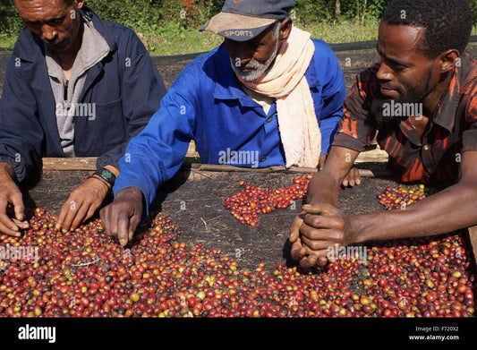 Ethiopian Yirgacheffe Washed Gr. 1 - Banko Gotiti